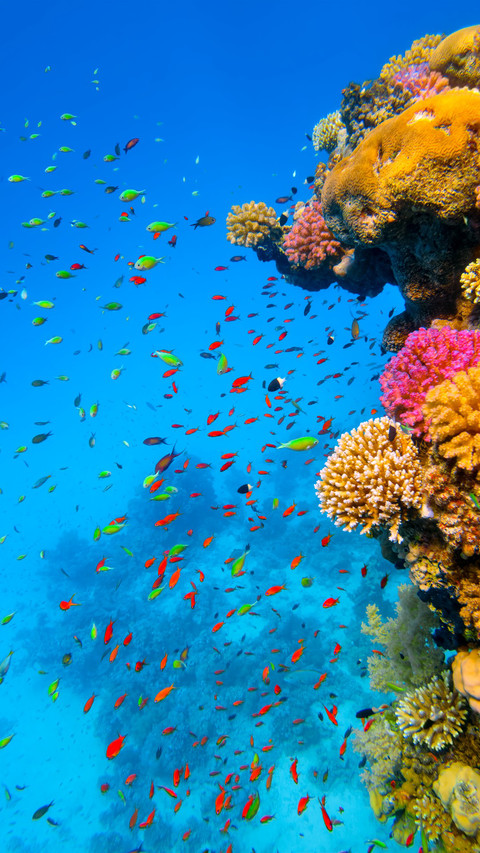 School of tropical fish over the coral reefs in the Red Sea screenshot