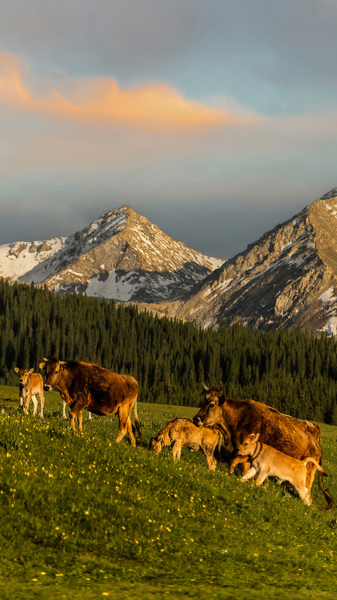 Large platform grassland screenshot