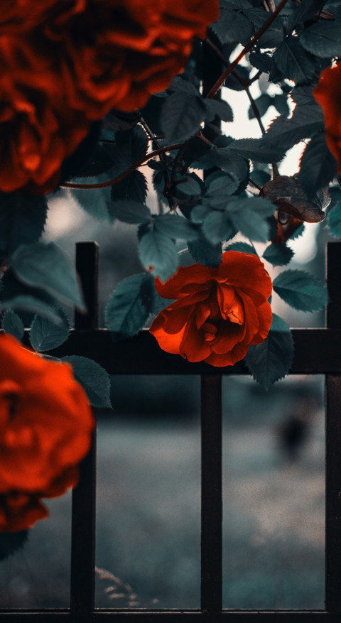 Red Roses (1) screenshot