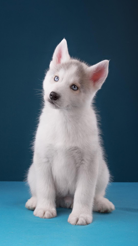 Dog311 screenshot