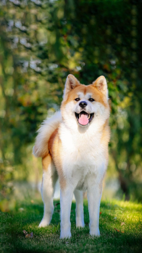Dog295 screenshot