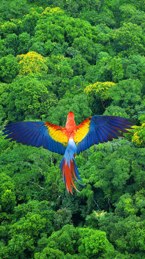 Scarlet macaw flying over rainforest screenshot