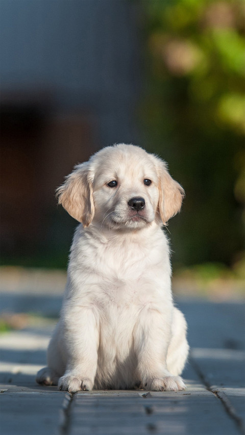 Cute Puppy Sitting on The Ground screenshot