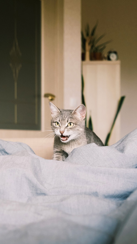 A domestic striped gray the cat walks on the bed and screams screenshot