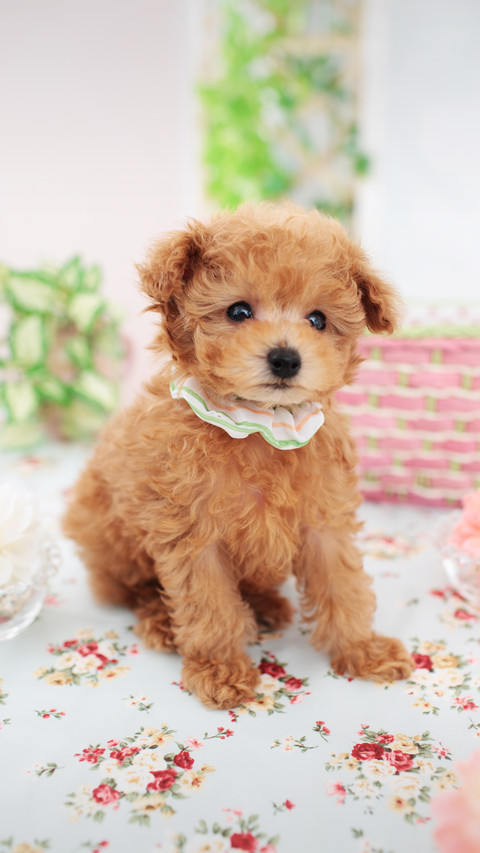 Sticky spirit of the cute pet world 2 screenshot