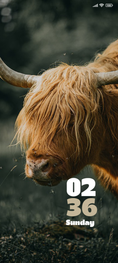 Bull screenshot