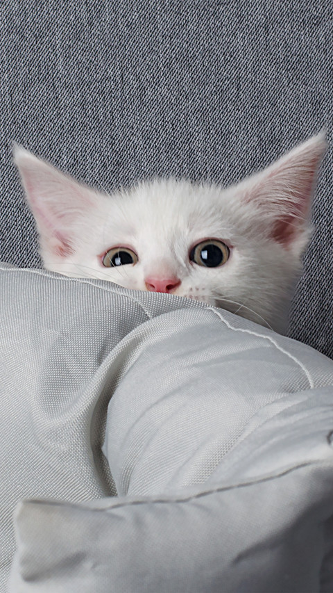 The kitten poked its head out from behind the sofa screenshot