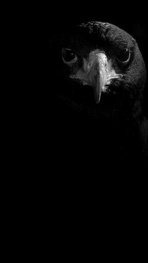 Black Eagle Light screenshot