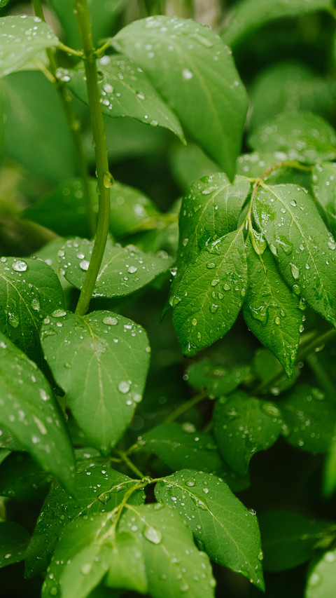 Close up of raindrops in park plants screenshot