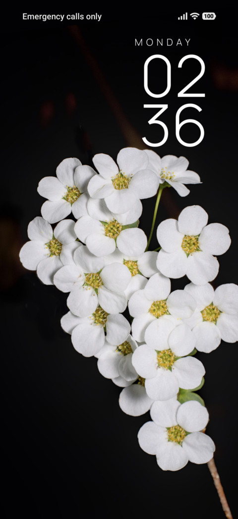 Snow Bloom screenshot