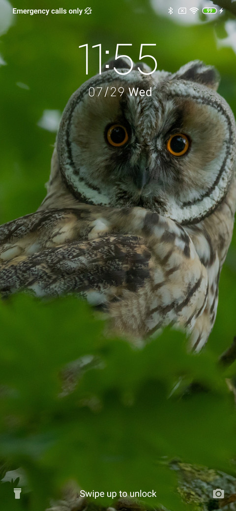 Owl - Nature_3MDS screenshot