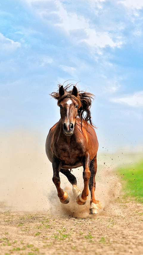 Cold knowledge about horses 2 screenshot