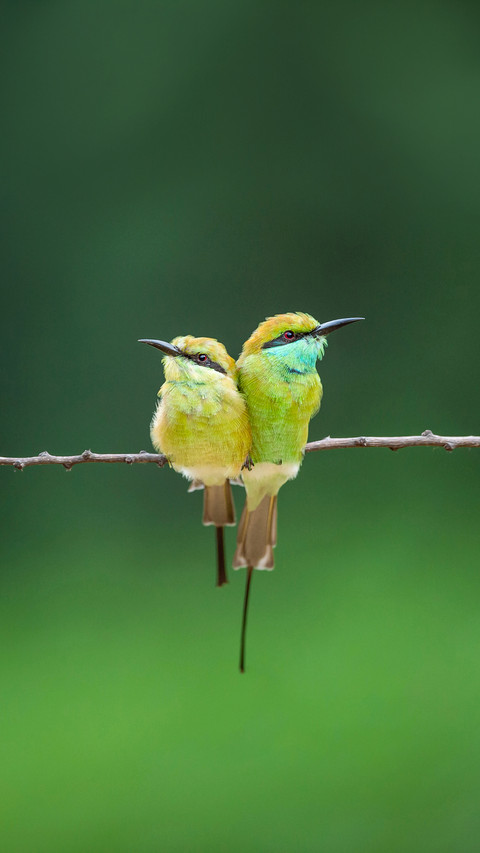 Green bee eater pair in green background screenshot