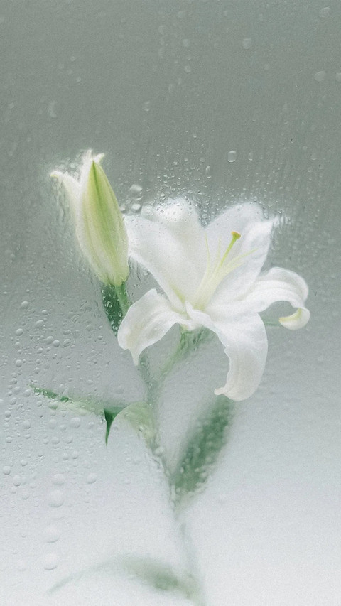 镜子另一面 是盛开的花 screenshot
