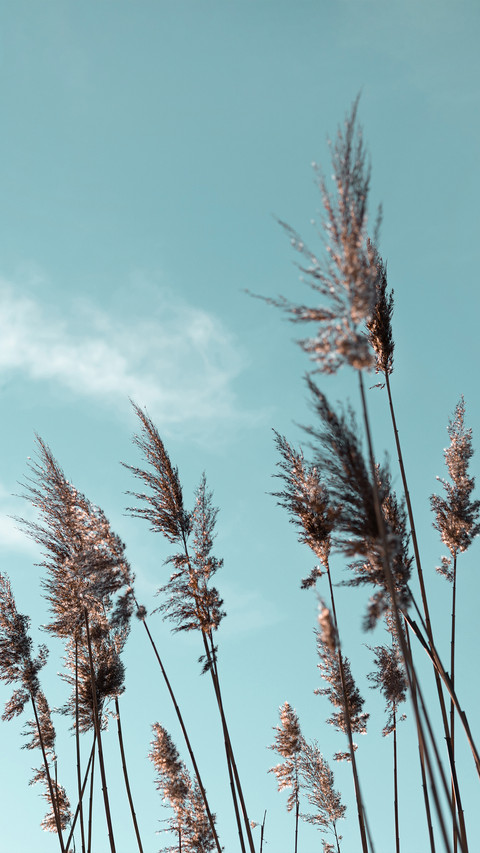 Autumn reeds screenshot