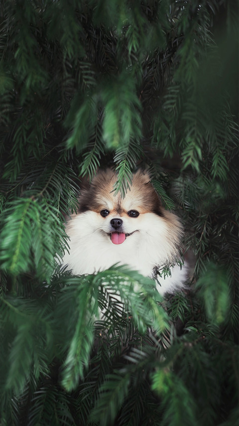 A Little Fluffy Pomeranian Dog in The Pine Tree screenshot
