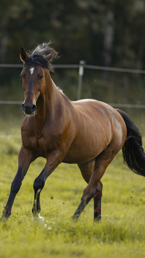 A running castrated horse screenshot