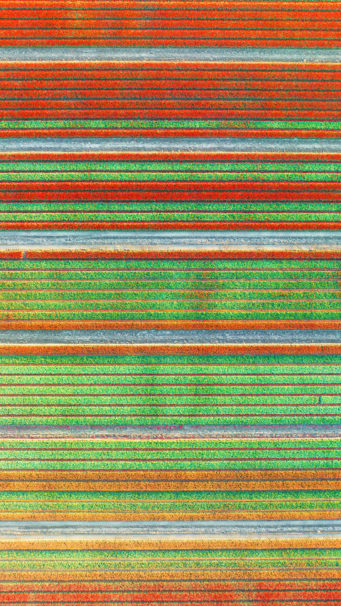 Aerial view of tulip fields in Denmark screenshot