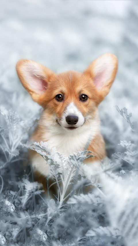 Dog310 screenshot