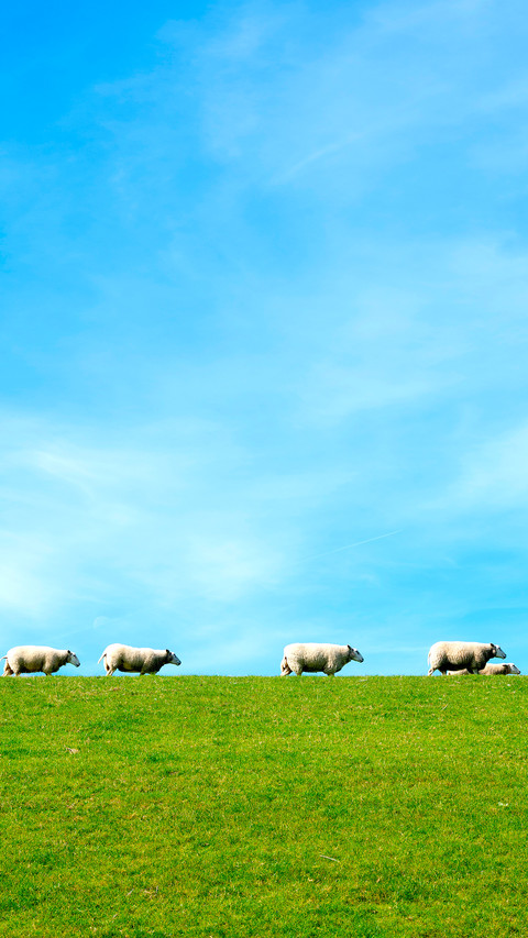 Sheep screenshot