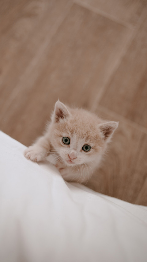 Ginger kitten laying in the white bed screenshot