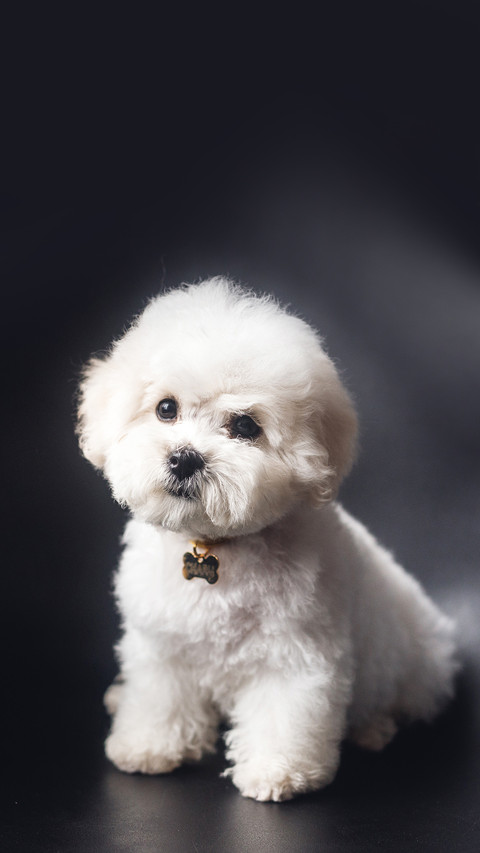 A little white Bichon Frize look in camera screenshot