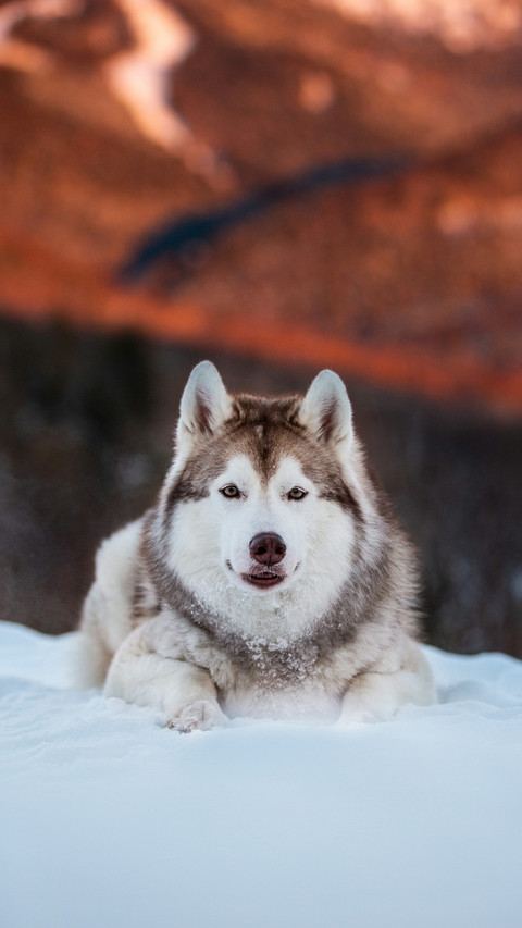 The Sled Dog Lies on The Snow screenshot