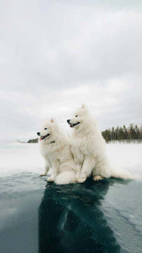 Snow-white samoyed walks on the ice of the river screenshot