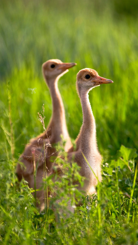 The small redcrowned crane in heilongjiang province screenshot