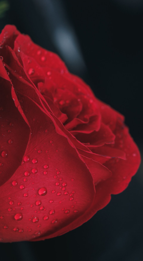 Macro Photography (34) screenshot
