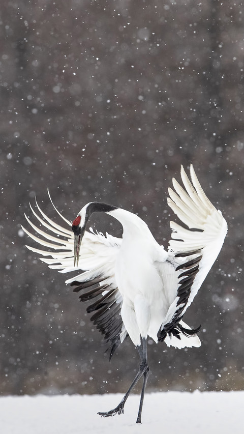 Dancing Red Crowned Crane 57 screenshot