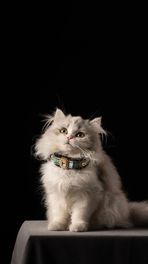Cats fancy code for seeking help screenshot