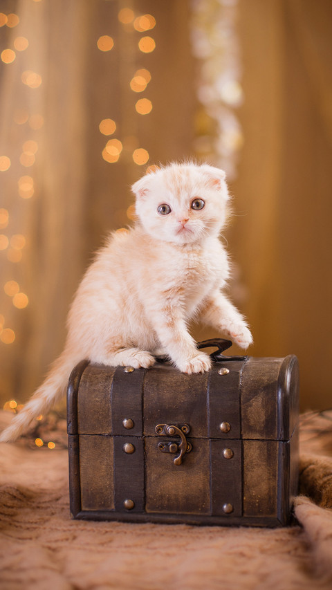 Cat screenshot