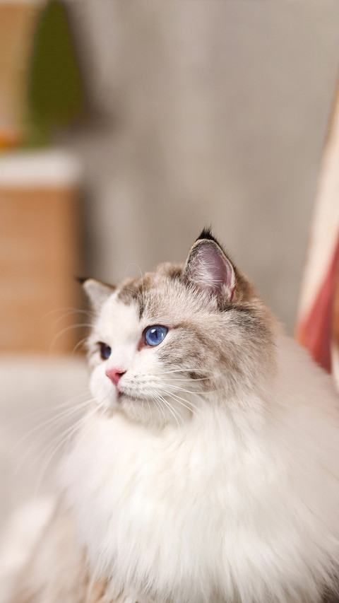 Girls Favorite Cat 2 screenshot