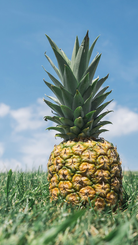 pineapple (5) screenshot