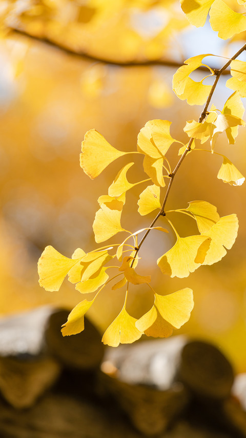 Ginkgo fruit as a health product 17 screenshot