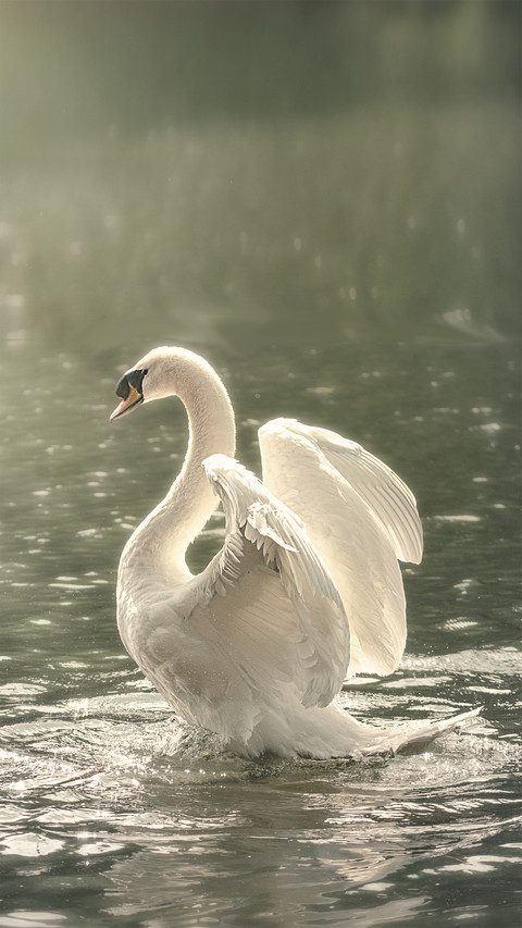 Tens of thousands of swans foraging on the Yellow River 3 screenshot