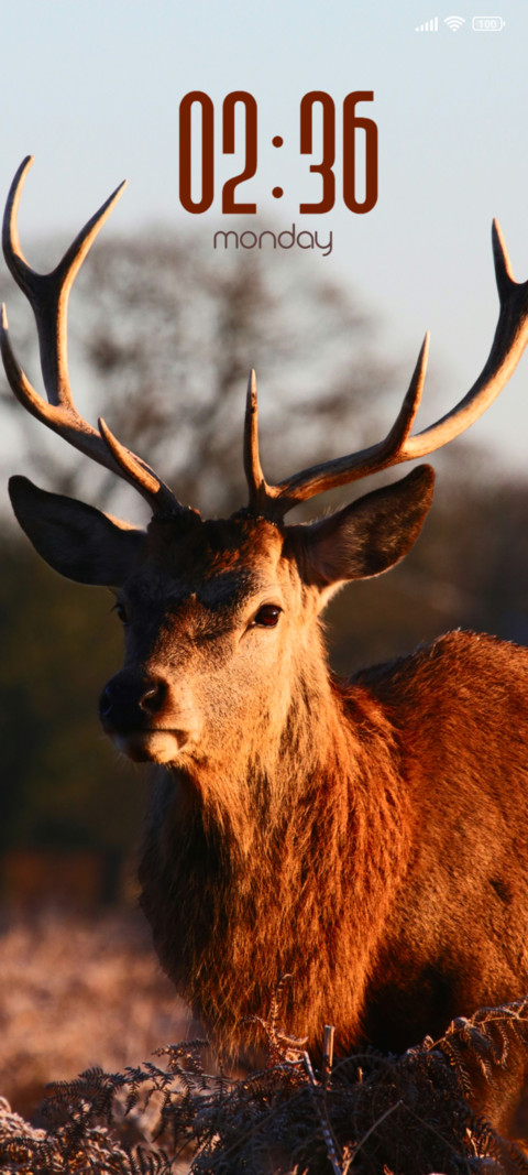 Deer screenshot