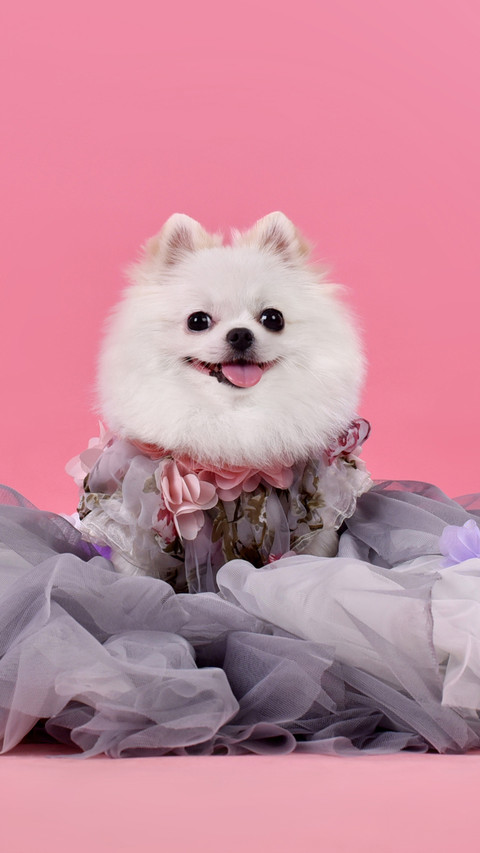 博美犬怎么训练 screenshot