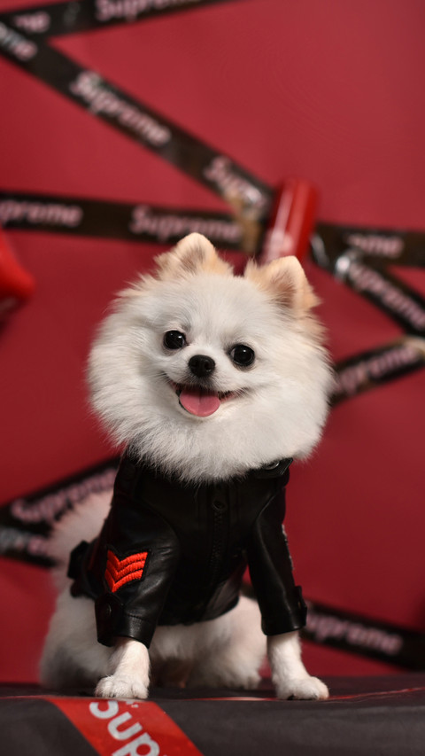 博美犬怎么训练 screenshot