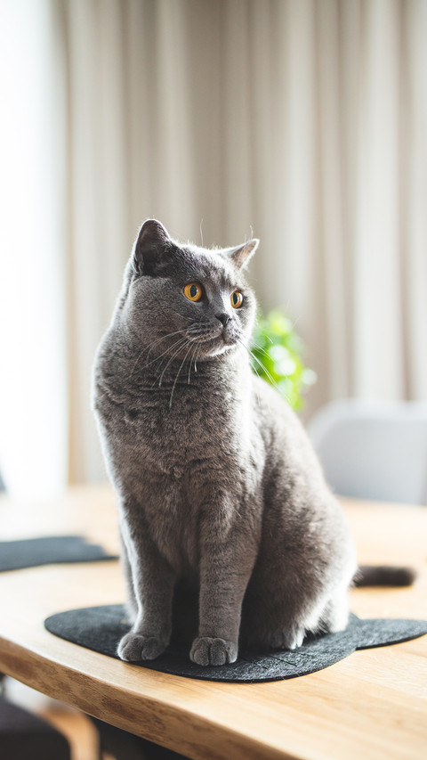猫咪冷知识 screenshot