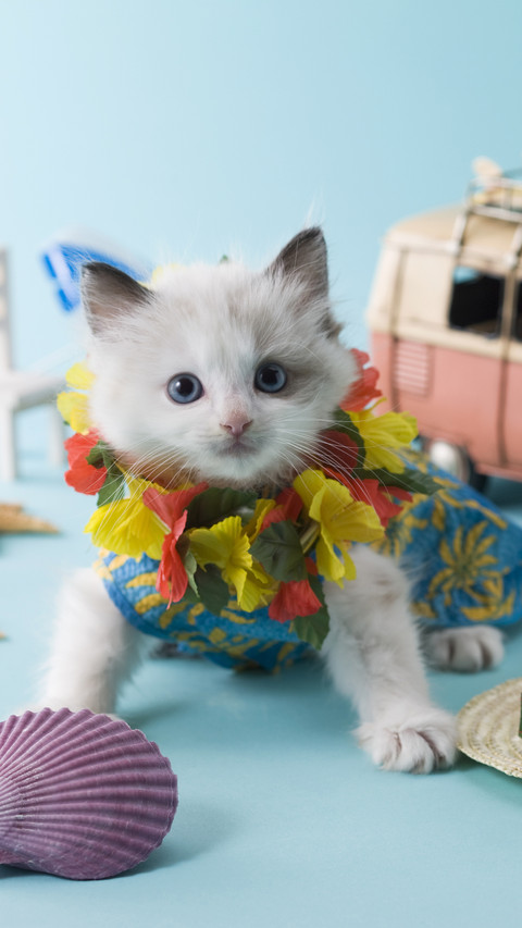 A cat whose appearance and personality do not match screenshot