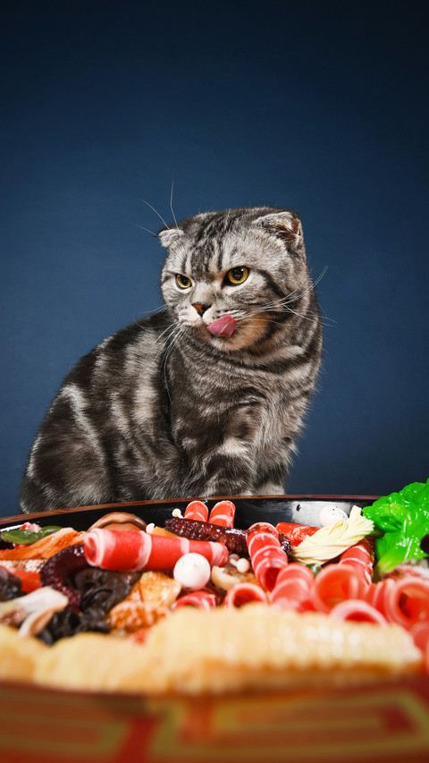 Cat inner priority 54 screenshot