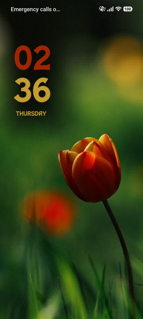 Tulip screenshot