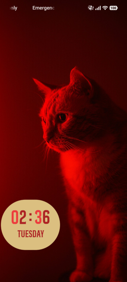 Cat screenshot