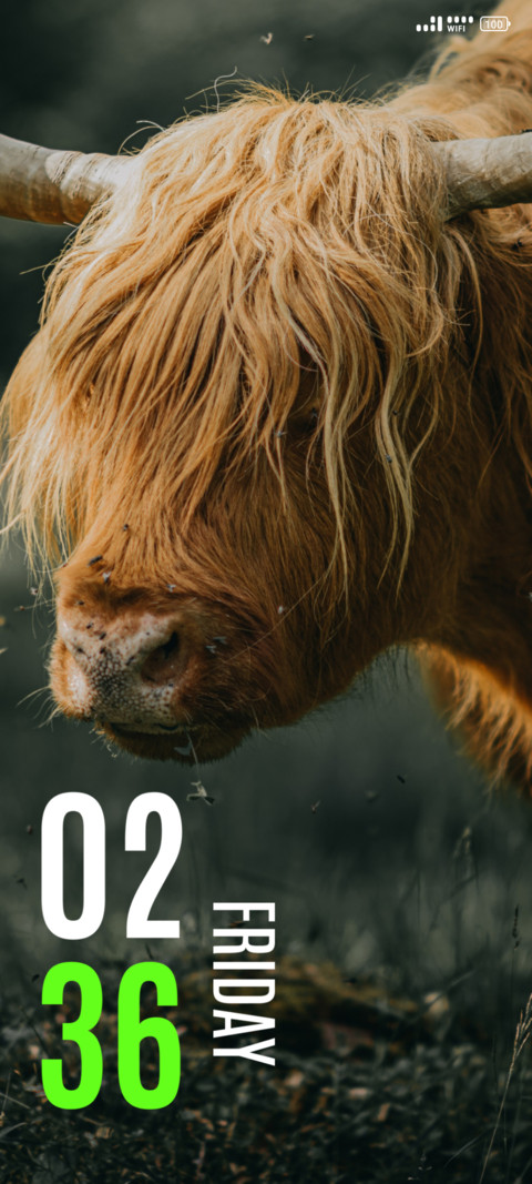 Highland Cattle screenshot