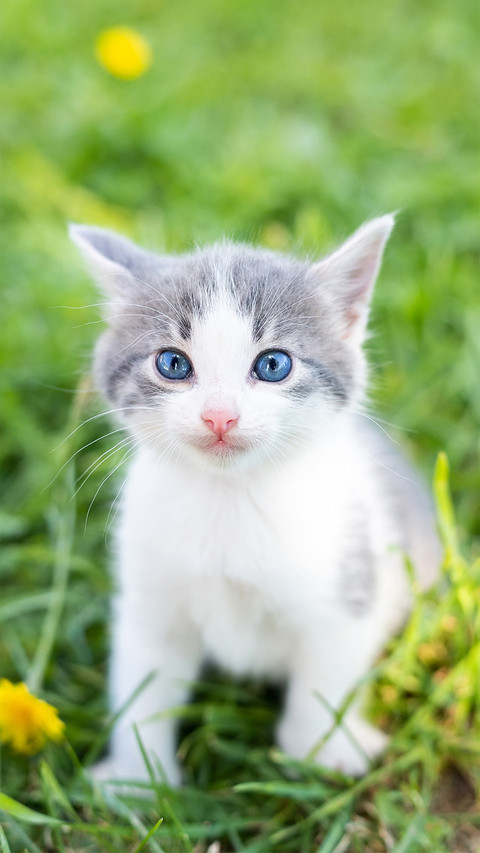 Cute cat-03 screenshot