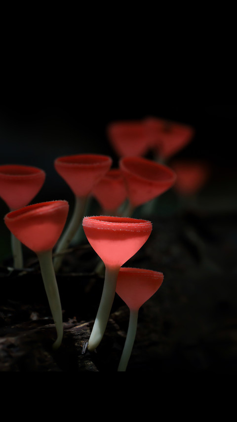 Red Mushroom in Rain Forest screenshot
