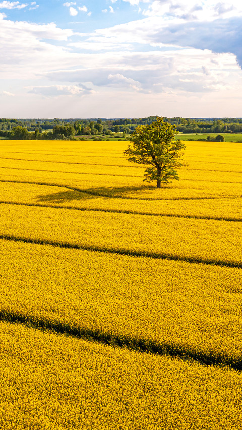 Wide fields screenshot