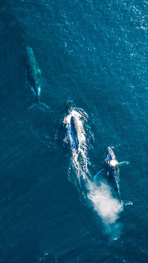 The evolutionary history of whales screenshot